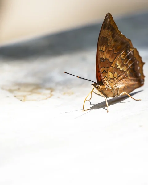 Mooie vlinder op de grond — Stockfoto