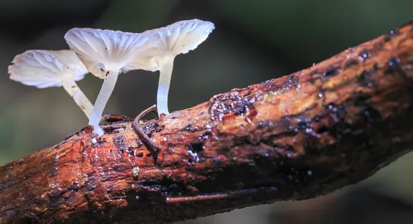 Petits champignons blancs — Photo