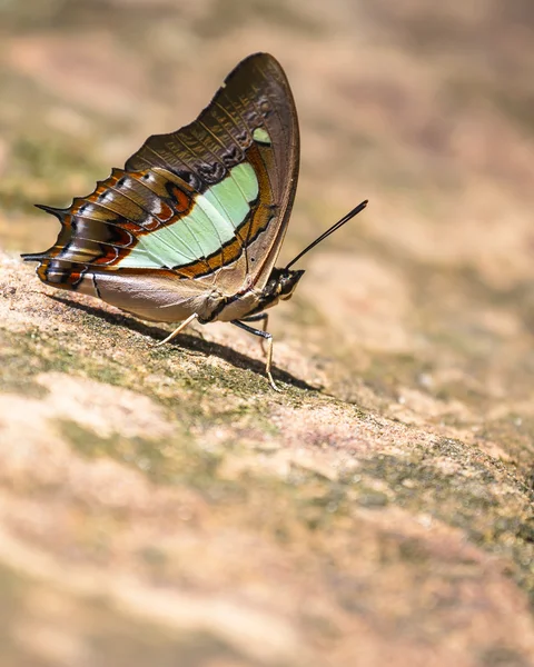 Mooie vlinder op de grond — Stockfoto