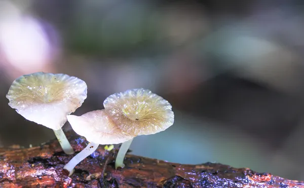 Petits champignons blancs — Photo