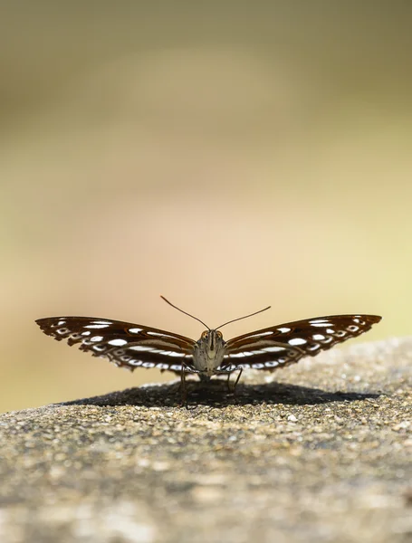 Beautiful butterfly on the ground — Stock Photo, Image