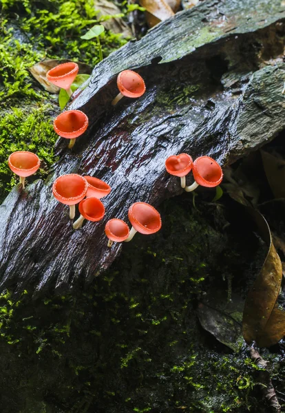 Růžová houba nebo šampaňské houby — Stock fotografie