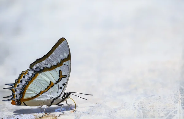 Makro schöner Schmetterling. — Stockfoto
