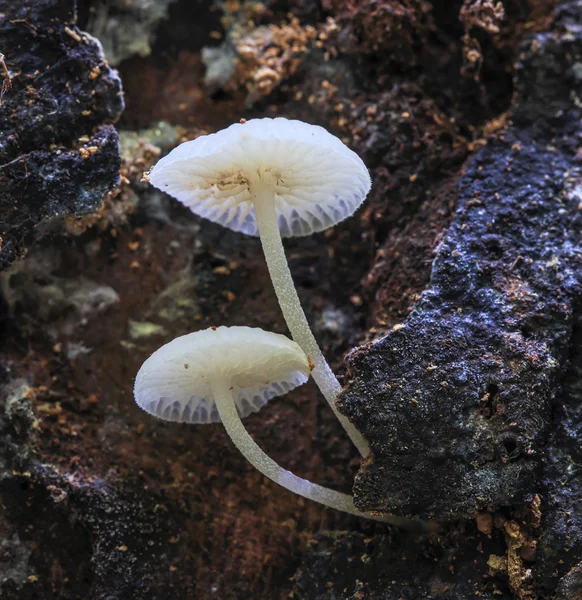 Petits champignons blancs — Photo