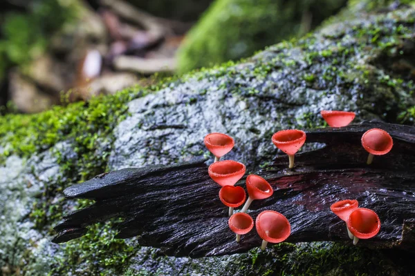 Cogumelos de copo vermelho ou cogumelo Champagne Imagens De Bancos De Imagens