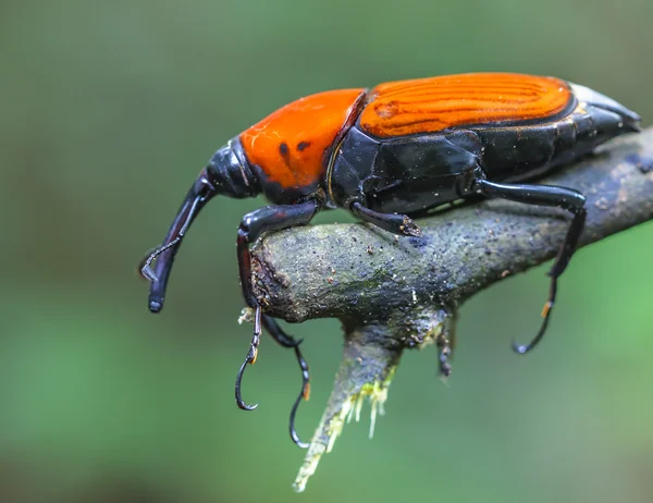 Makro weevil hmyz — Stock fotografie