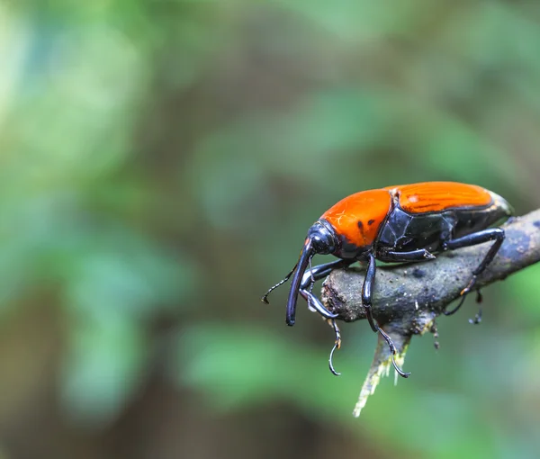 Macro weevil insects — Stock Photo, Image