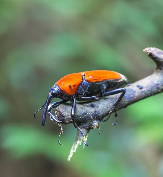 Makró púp rovarok — Stok fotoğraf