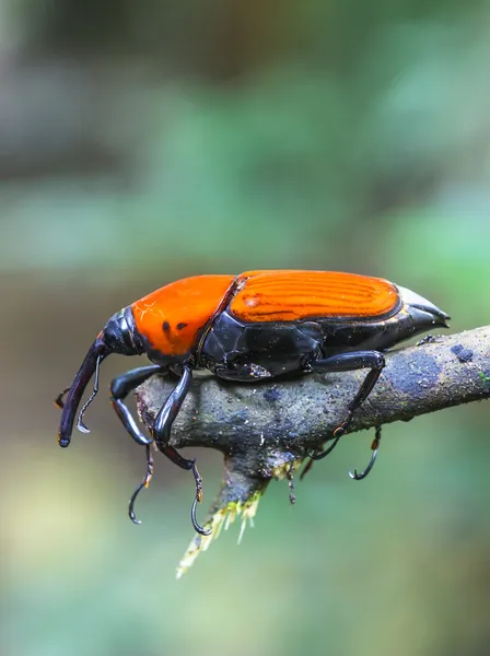แมคโคร weevil แมลง — ภาพถ่ายสต็อก