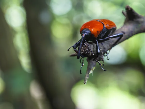 แมคโคร weevil แมลง — ภาพถ่ายสต็อก