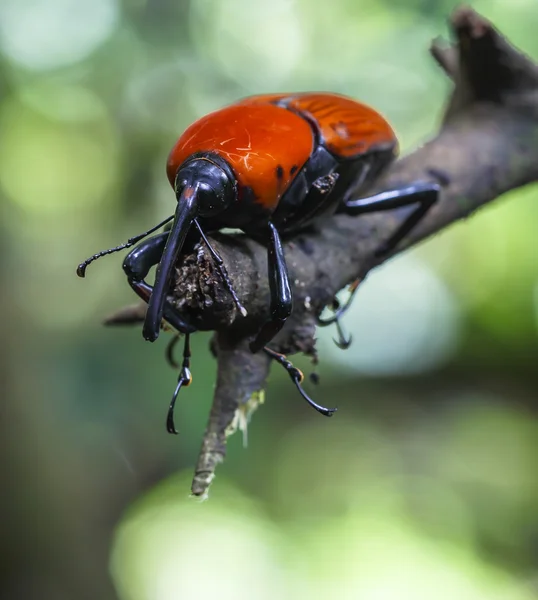 Macro weevil insecten — Stockfoto