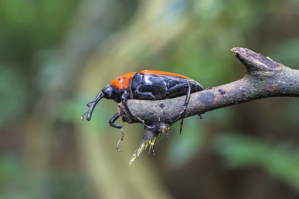 Macro weevil insecten — Stockfoto