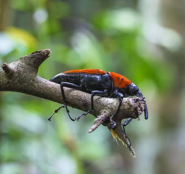 แมคโคร weevil แมลง — ภาพถ่ายสต็อก