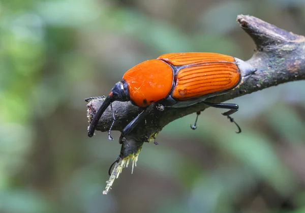 Macro insetos gorgulhosos — Fotografia de Stock