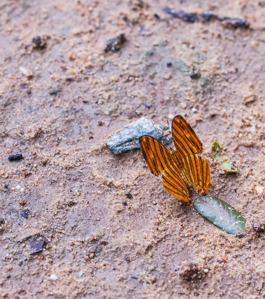 Macro Borboleta bonita . — Fotografia de Stock