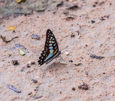 Makro güzel kelebek.