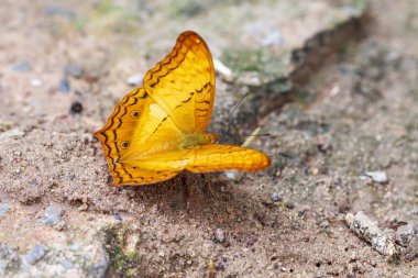 Güzel kelebekler. Mineraller yemeğe gel. 