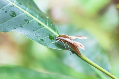  güveler böcekler yeşil yapraklarda