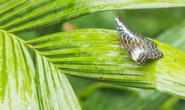 Güzel kelebekler. Mineraller yemeğe gel. 