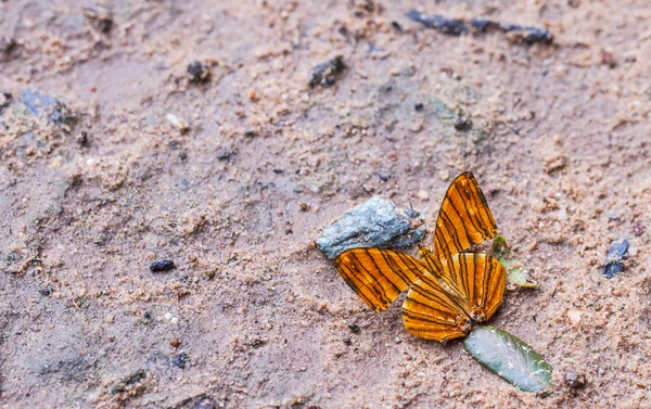 Macro Beautiful butterfly. — Stock Photo, Image