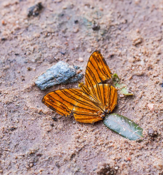 Macro Beau papillon . — Photo