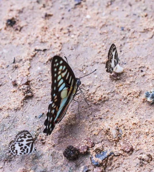 Macro Borboleta bonita . — Fotografia de Stock