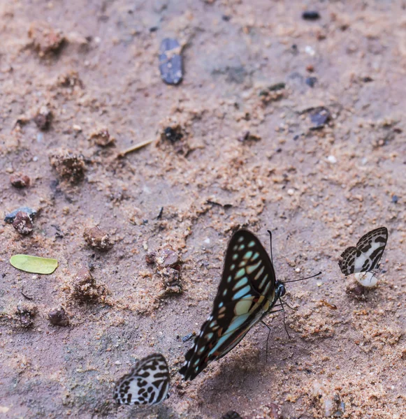 Macro Borboleta bonita . — Fotografia de Stock