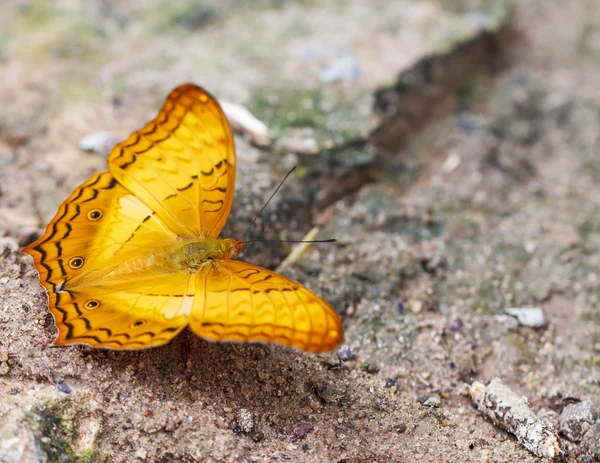 Schöne Schmetterlinge. kommen essen Mineralien. — Stockfoto