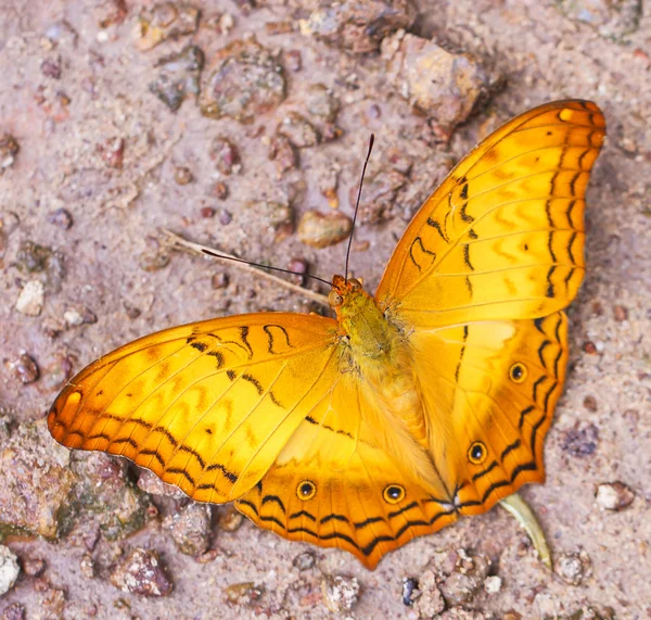 Schöne Schmetterlinge. kommen essen Mineralien. — Stockfoto