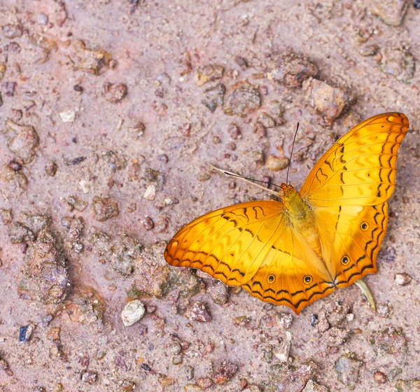 Beautiful butterflies. Come eat minerals. — Stock Photo, Image