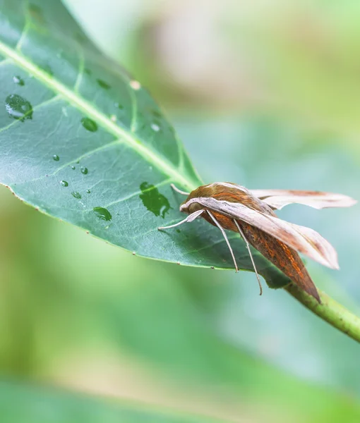 Moths insects on green leaves — Stock Photo, Image