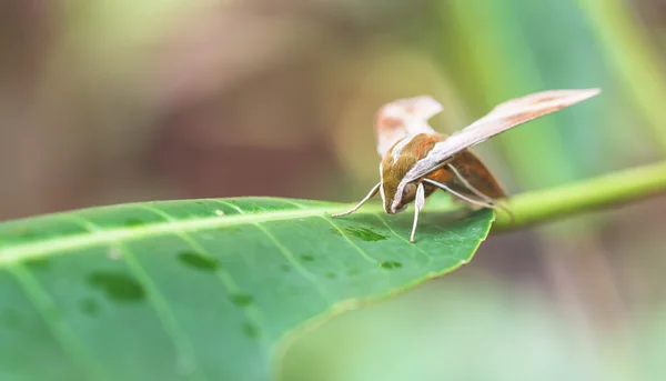 Moths insects on green leaves — Stock Photo, Image