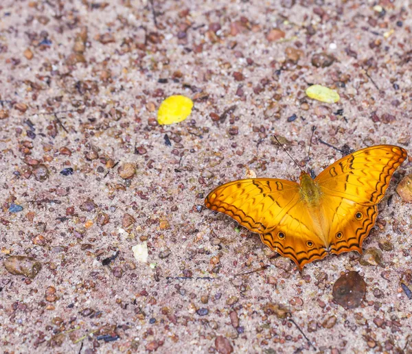 Beaux papillons. Venez manger des minéraux . — Photo