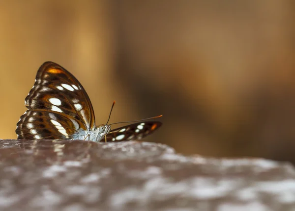 Vackra fjärilar. Komma äta mineraler. — Stockfoto