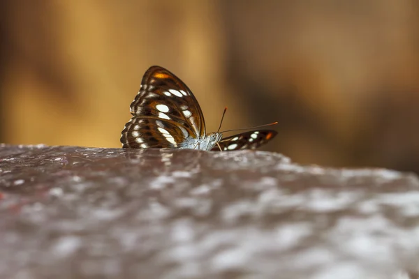 Beautiful butterflies. Come eat minerals. — Stock Photo, Image