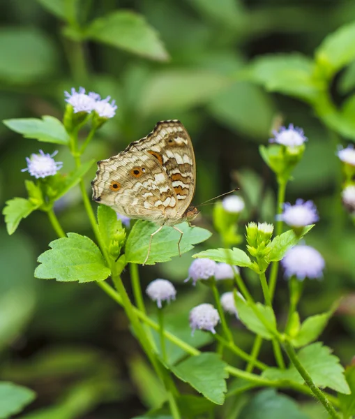 Beaux papillons. Venez manger des minéraux . — Photo