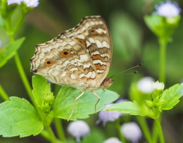 Beaux papillons. Venez manger des minéraux . — Photo