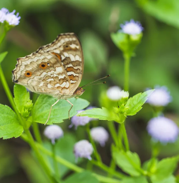 Beaux papillons. Venez manger des minéraux . — Photo