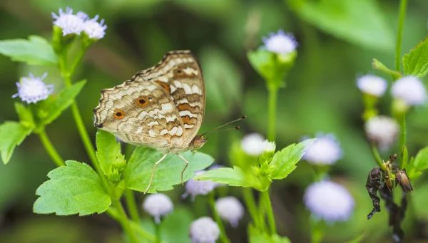 Beaux papillons. Venez manger des minéraux . — Photo