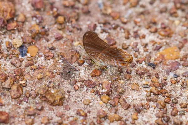 Hermosas mariposas. Ven a comer minerales . — Foto de Stock