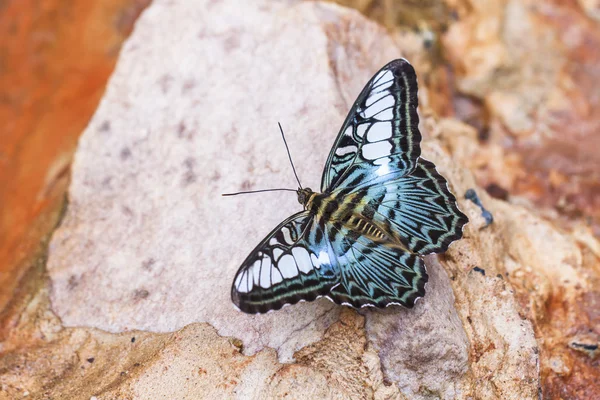 Vackra fjärilar. Komma äta mineraler. — Stockfoto