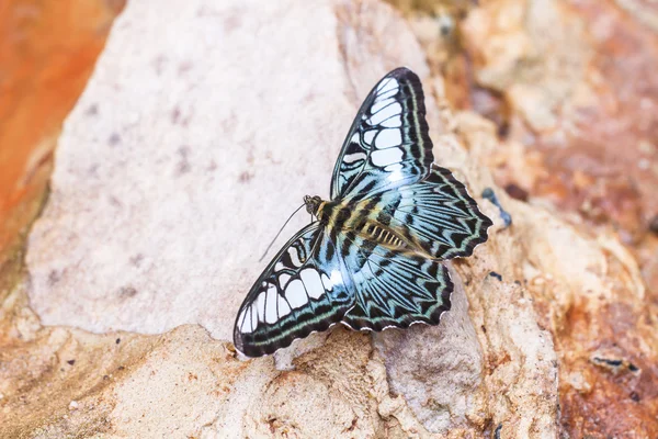 Schöne Schmetterlinge. kommen essen Mineralien. — Stockfoto
