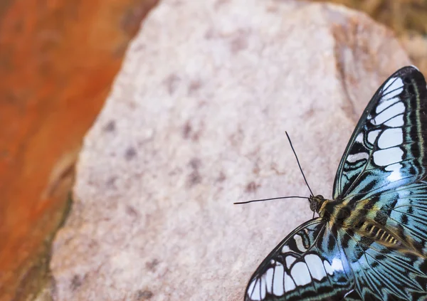 美しい蝶。鉱物を食べるに来る. — ストック写真