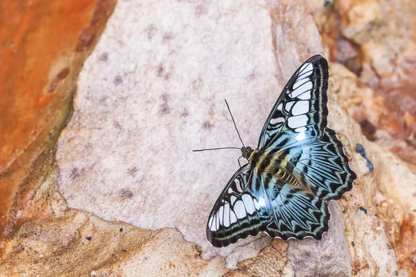 Beaux papillons. Venez manger des minéraux . — Photo