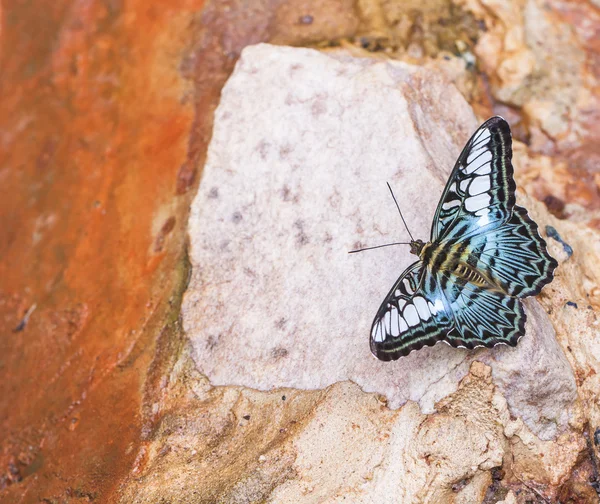 Beautiful butterflies. Come eat minerals. — Stock Photo, Image