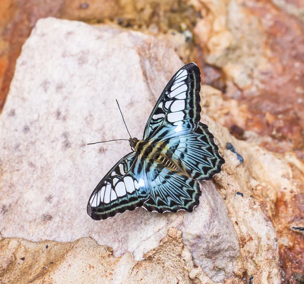 Beautiful butterflies. Come eat minerals. — Stock Photo, Image