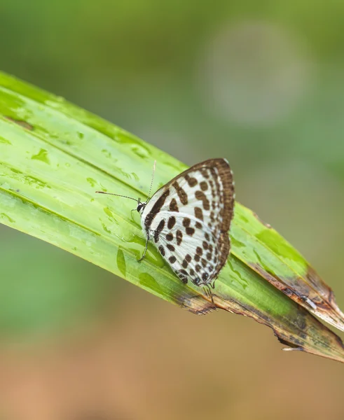 아름 다운 나비입니다. 미네랄을 먹고와 서. — 스톡 사진