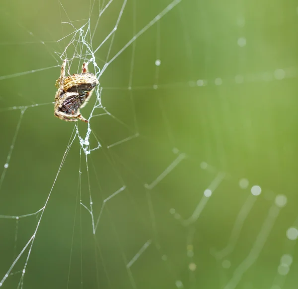 Aranha em uma teia de aranha — Fotografia de Stock