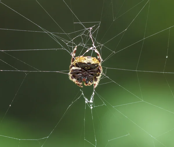 Aranha em uma teia de aranha — Fotografia de Stock