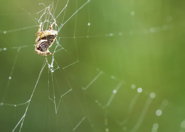 Aranha em uma teia de aranha — Fotografia de Stock